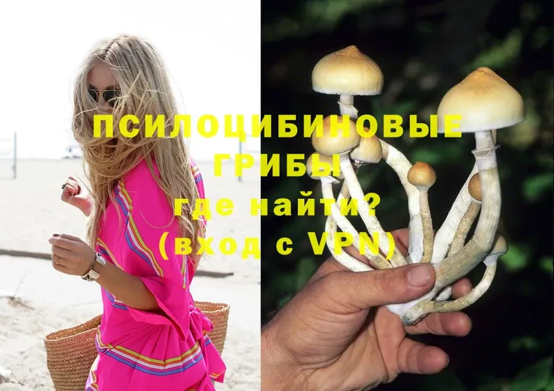 Галлюциногенные грибы Psilocybine cubensis  Беслан 